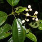 Miconia cooperi Leaf