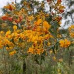 Podolobium ilicifolium Flor