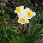 Narcissus tazetta Kwiat