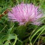 Cirsium acaulon अन्य