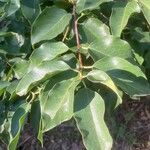 Prunus ilicifolia ഇല