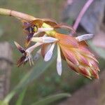 Bulbophyllum schinzianum Blomst
