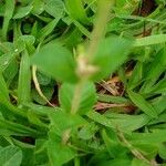Cuphea ericoides Hoja