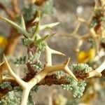 Adesmia horrida Annet