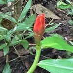 Costus pulverulentus 花