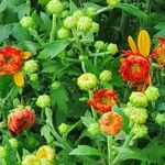 Chrysanthemum indicum Flower