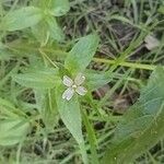 Epilobium roseum Kukka