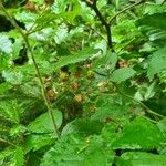 Rubus radula Kvet