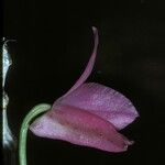 Dendrobium parishii Flower
