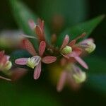 Niet geïdentificeerde soortBloem