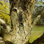 Betula alleghaniensis 树皮