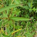 Ludwigia alternifolia Leaf