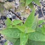 Monarda fistulosa 叶