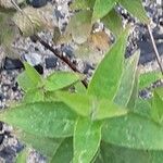 Monarda fistulosa Fuelha