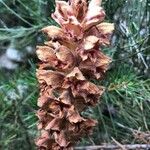 Orobanche rapum-genistae Flor