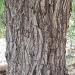 Salix babylonica Corteza