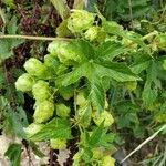 Humulus lupulus Ліст