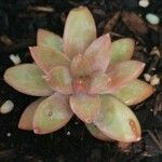 Sedum adolphiLeaf