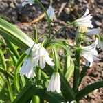 Allium triquetrum Цветок