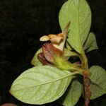 Drymonia alloplectoides Flor