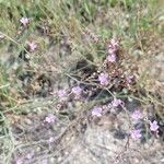 Limonium companyonis Fula