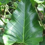 Philodendron giganteum Leaf