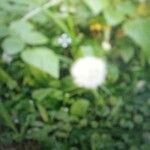 Taraxacum sect. Taraxacum Flower
