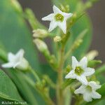 Duboisia myoporoides Flor