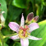 Tricyrtis formosana Flower