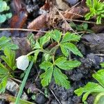 Anemonoides quinquefolia Leaf