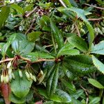 Berberis hookeri Fruit