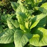 Nicotiana tabacum Blatt