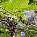 Uncaria guianensis Leaf