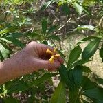 Hymenosporum flavum Flower