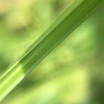 Carex otrubae Coajă