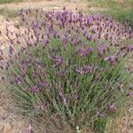 Lavandula pedunculata Habitus