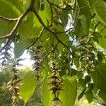Acer capillipes Plod