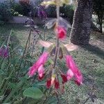 Salvia buchananii 花