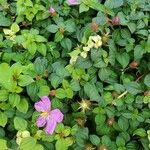 Dissotis rotundifolia Лист
