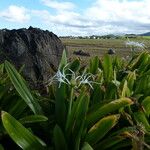 Hymenocallis caribaea Habit