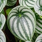 Peperomia argyreia Leaf