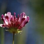 Trifolium willdenovii Kvet