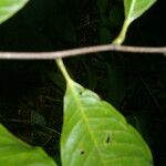 Guatteria rostrata Leaf