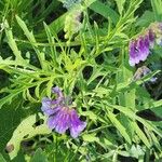 Vicia americana Blomma