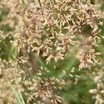 Agrostis capillaris Fruit