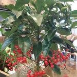 Ardisia crenata ᱥᱟᱠᱟᱢ