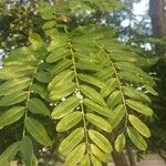 Cordyla africana Leaf