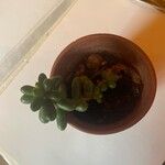 Sedum hernandezii List