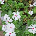 Catharanthus coriaceus 花