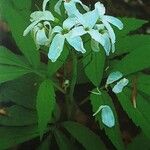 Cardamine heptaphylla പുഷ്പം
